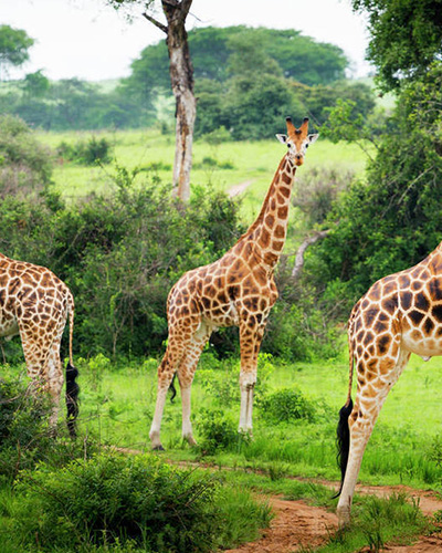 Game Driver in lake mburo