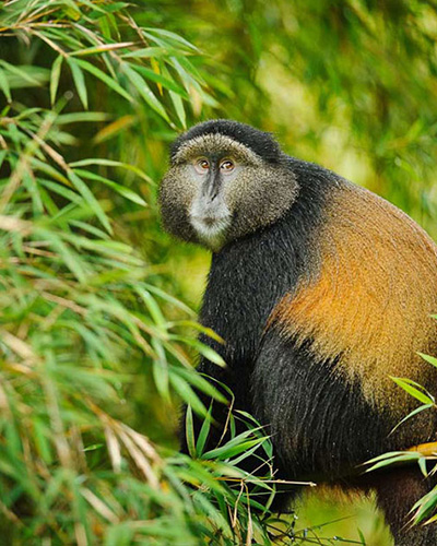 Golden monkey tours