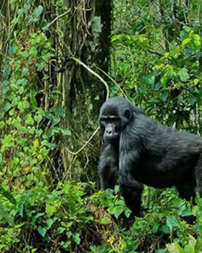 Bwindi Impenetrable National Park