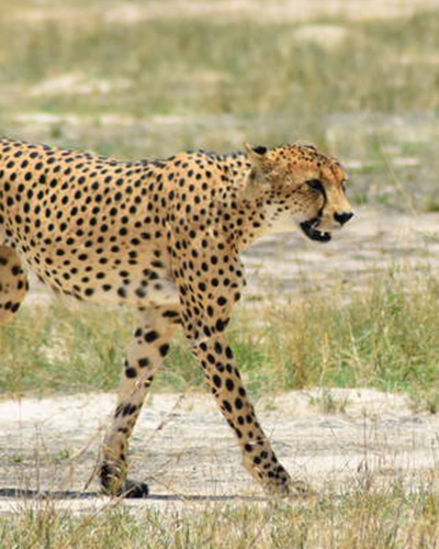 Uganda safaris tour holidays