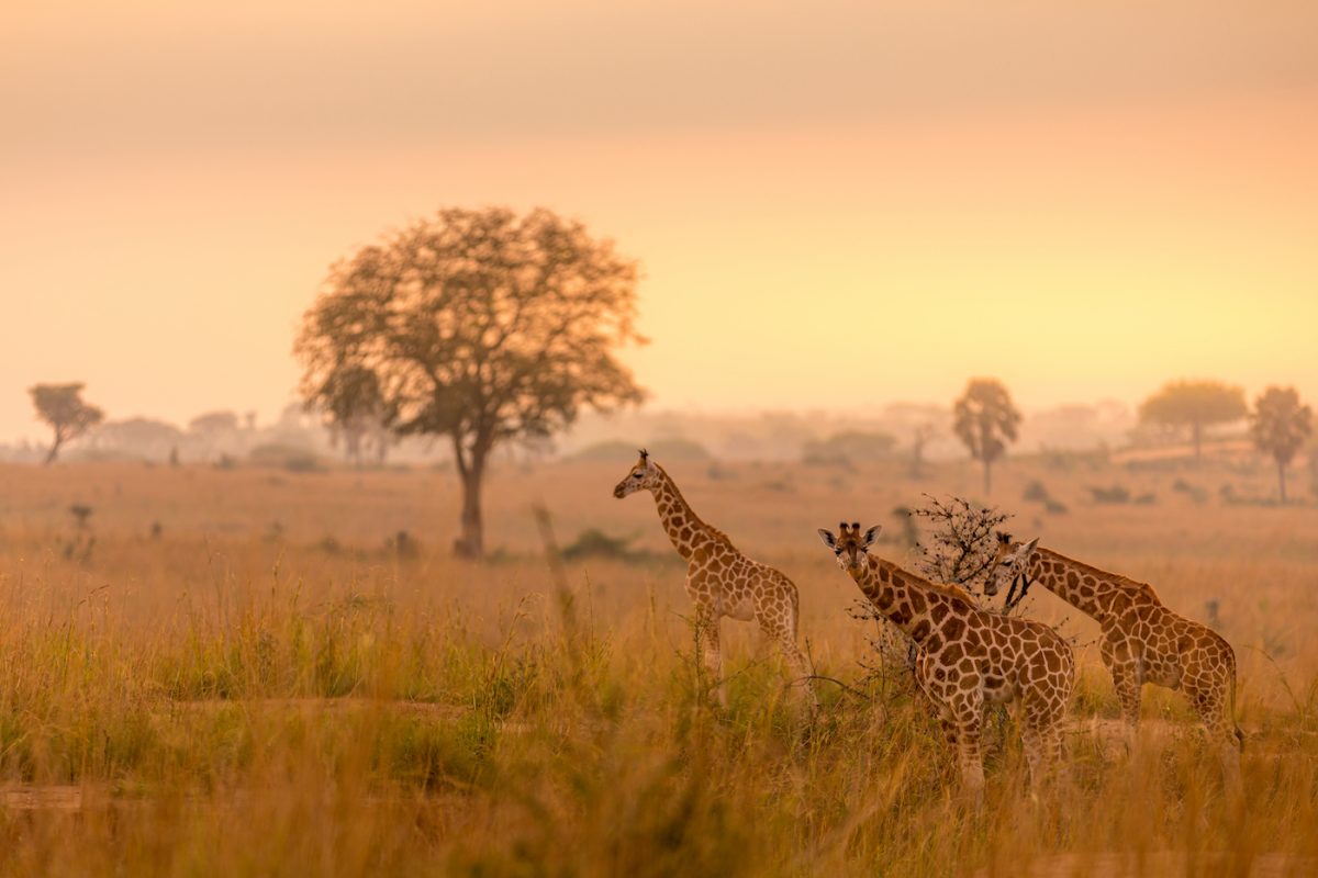 13 Days Rwanda Uganda safari