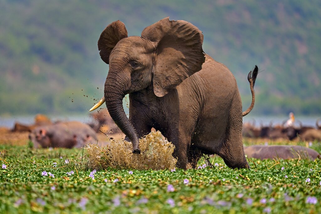 3 Days Queen Elizabeth national park