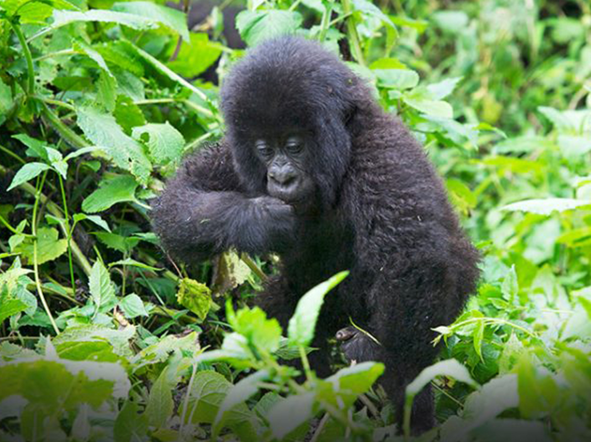 20 Days Birding Across Uganda