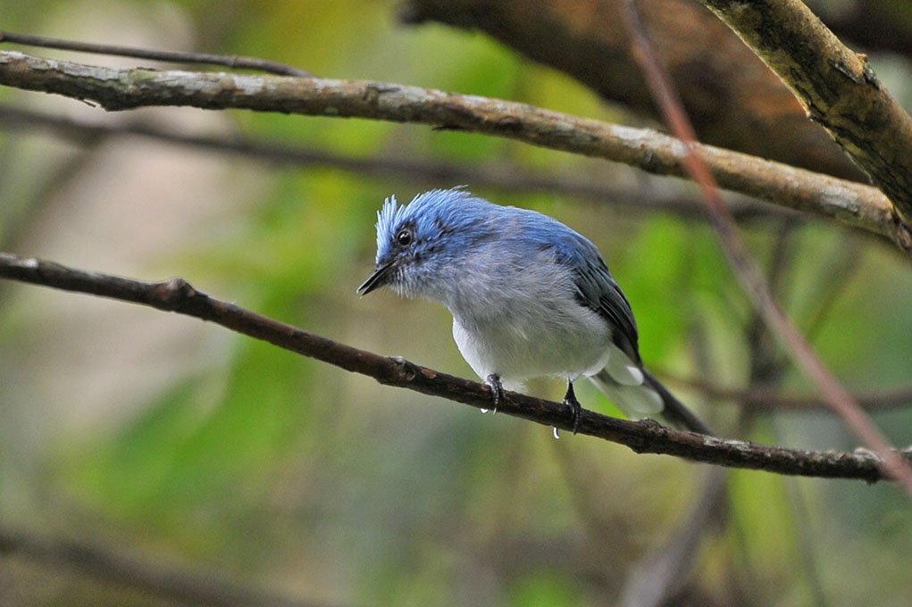 16 Days Best Uganda Birding Safari