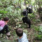 8 Days Primate & Wildlife Safari