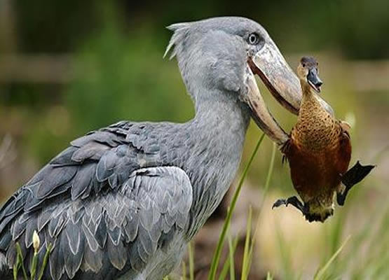 20 Days Birding Across Uganda