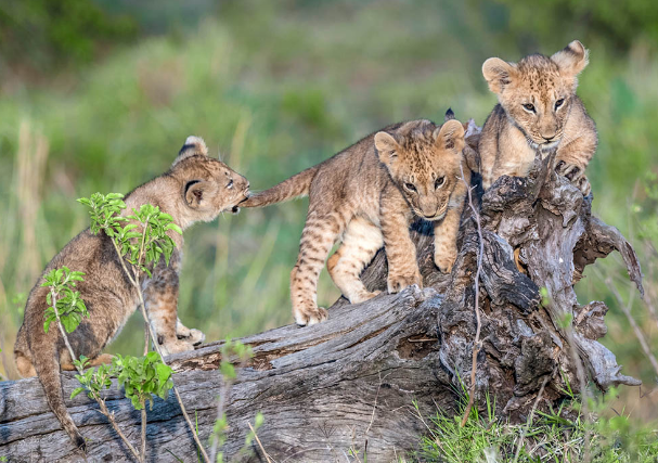 Ultimate Kenya Safaris Tours