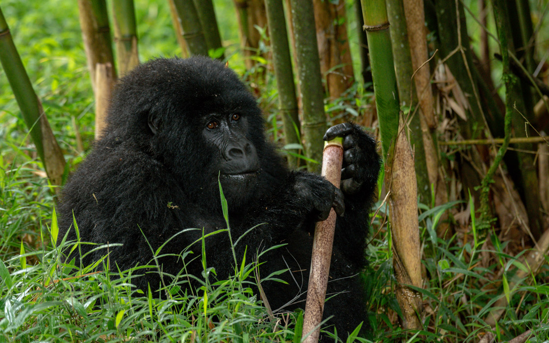 4 Days Fly in Gorilla Tracking