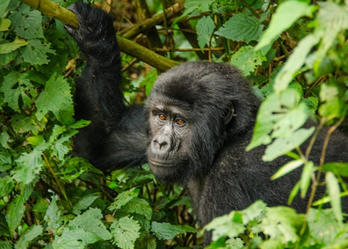 14 Days Uganda Wildlife Safari