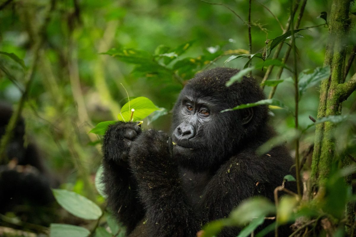 18 Day Ultimate Uganda Safari